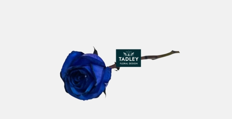 Single Farewell Blue Dyed Roses & Graveside Condolence Stems